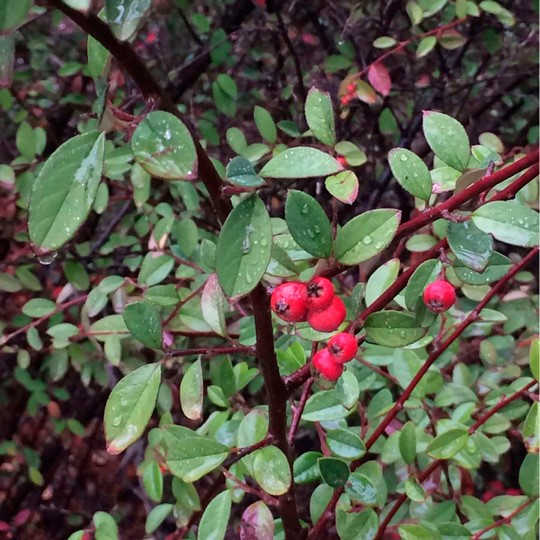 Holly Liso - Vista 2